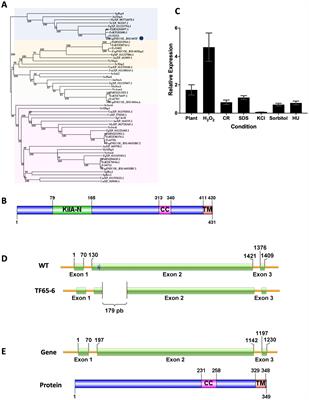 The biological relevance of the FspTF transcription factor, homologous of Bqt4, in Fusarium sp. associated with the <mark class="highlighted">ambrosia beetle</mark> Xylosandrus morigerus